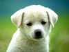 Boats Posted In Animals Tags Cute White Pups 100124 Wallpaper wallpaper