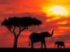 African Animals Elephant Pictures Animal Photos 99929 Wallpaper wallpaper