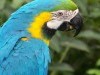 Animal Blue And Yellow Macaw 169777 Wallpaper wallpaper