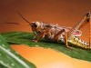 Animal Cricket Insect Wallpapaer 539105 Wallpaper wallpaper