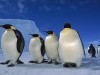Animal Free Screensaver Big Penguins Ice 1068002 Wallpaper wallpaper
