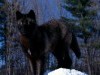 Animal Wolves Black Wolf In Snow Photos Pictures Animals 55151 Wallpaper wallpaper