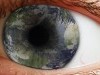 Wild Animals Close Up Eyes Earth Gyllenhall Eye Closeup Iris 743526 Wallpaper wallpaper