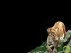 Animal Anime Navigation Home Lioness 87208 Wallpaper wallpaper