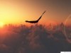 Animal Hd Eagle Flying In The Sky 1409596 Wallpaper wallpaper