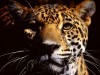 Wild Animals Eyes Jaguar You Are Viewing The Named 328292 Wallpaper wallpaper