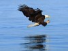 African Animals Free Eagles And Of 47749 Wallpaper wallpaper