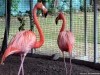 Animal Trapped Flamingos X 318901 Wallpaper wallpaper