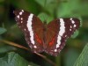 African Animals Free Butterflies Pictures And To 59739 Wallpaper wallpaper
