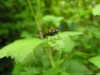 Animal Insect Images And Animals Pictures 870916 Wallpaper wallpaper