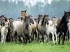 Wild Animals Horses Running Germany Pics Desktop P Os Free 246801 Wallpaper wallpaper