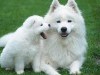 Animal Samoyed With Puppy 254208 Wallpaper wallpaper
