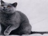 Animal Free Screensaver Gray Cat 771334 Wallpaper wallpaper