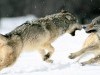 Animal Wolves Grey Wolf Photos Pictures 54118 Wallpaper wallpaper